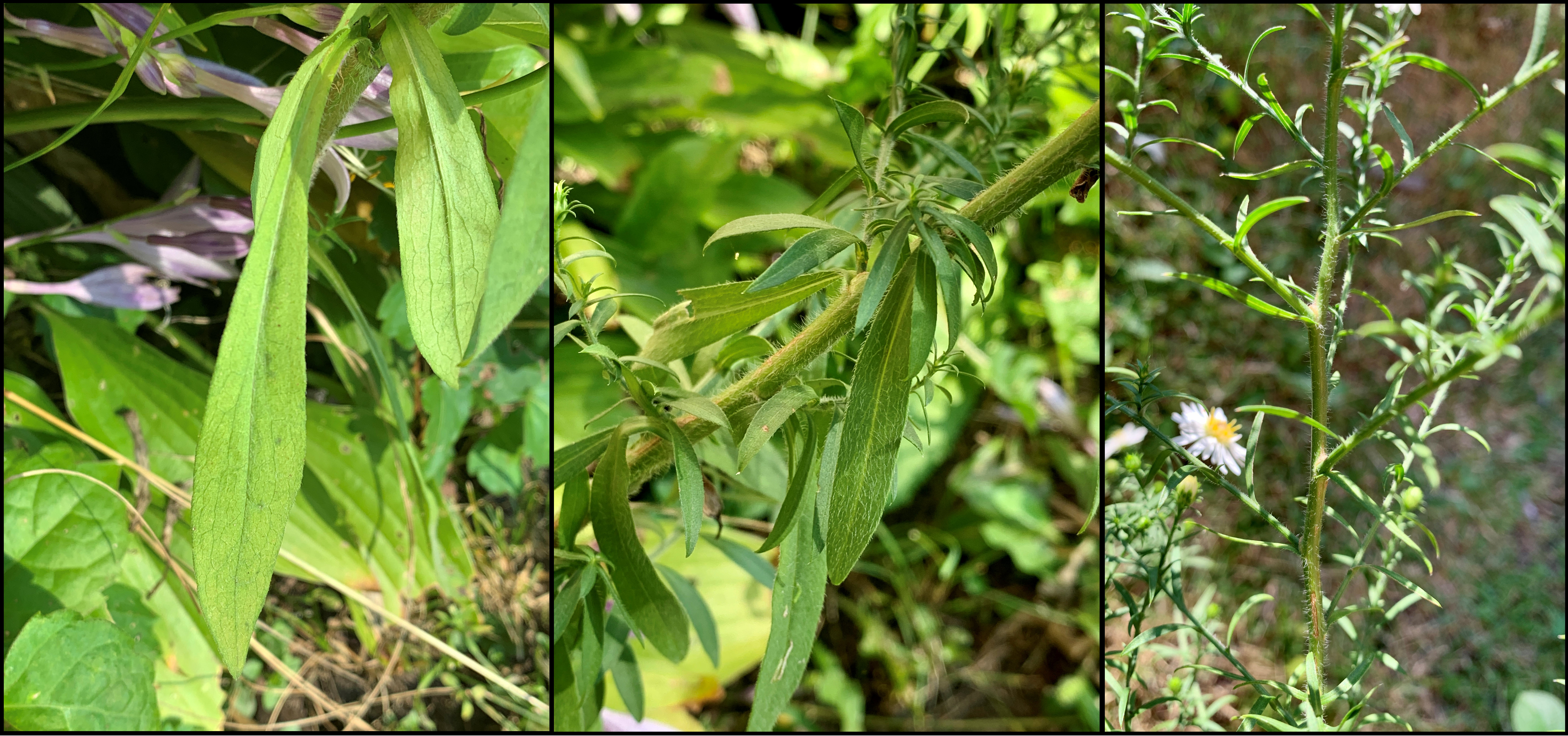 Frost aster leaves and stems